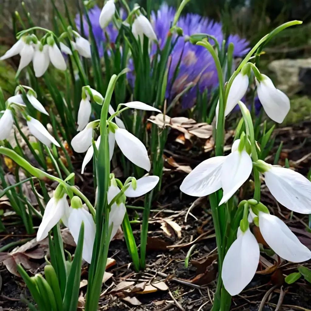 Galanthus nivalis 'Atkinsii'