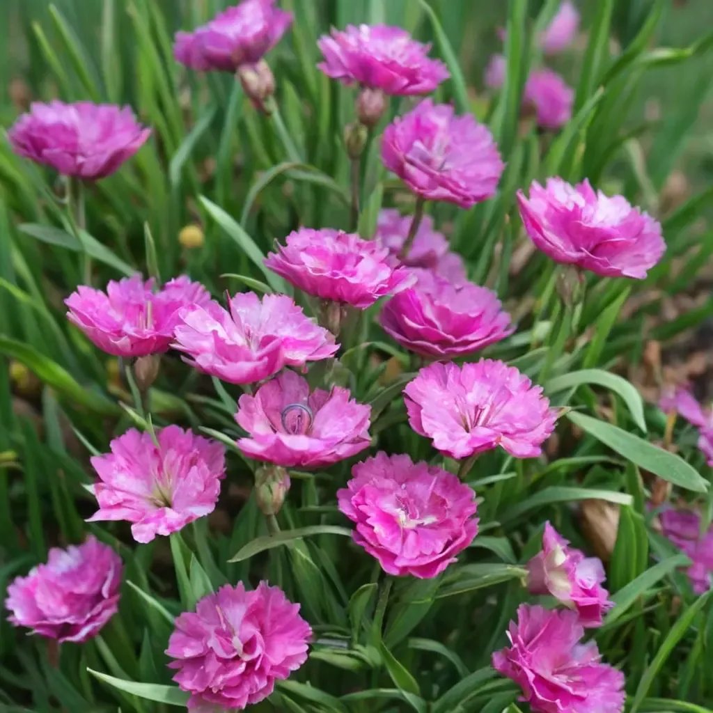 Dianthus chinensis 'Pink Pom Pom'