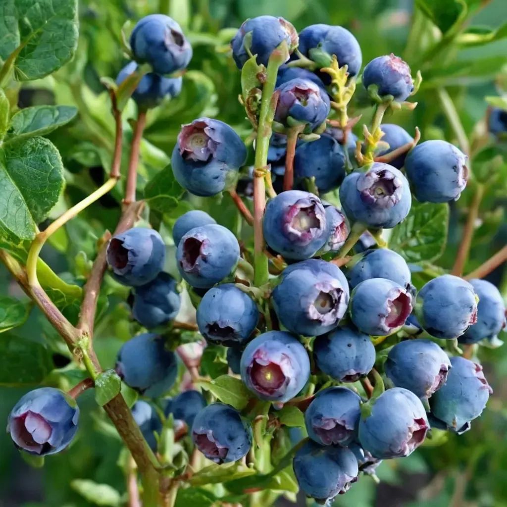 Vaccinium corymbosum 'Reka'