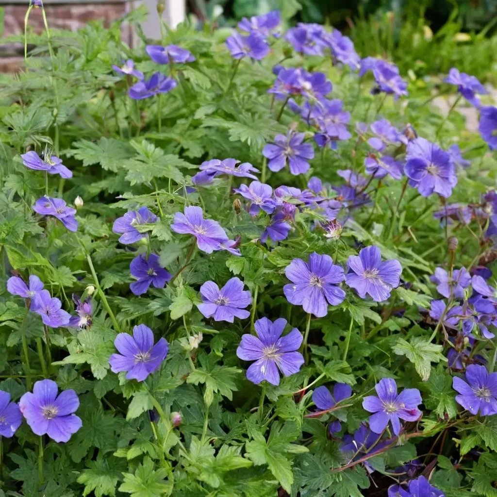 Geranium rozanne 'Rozanne'
