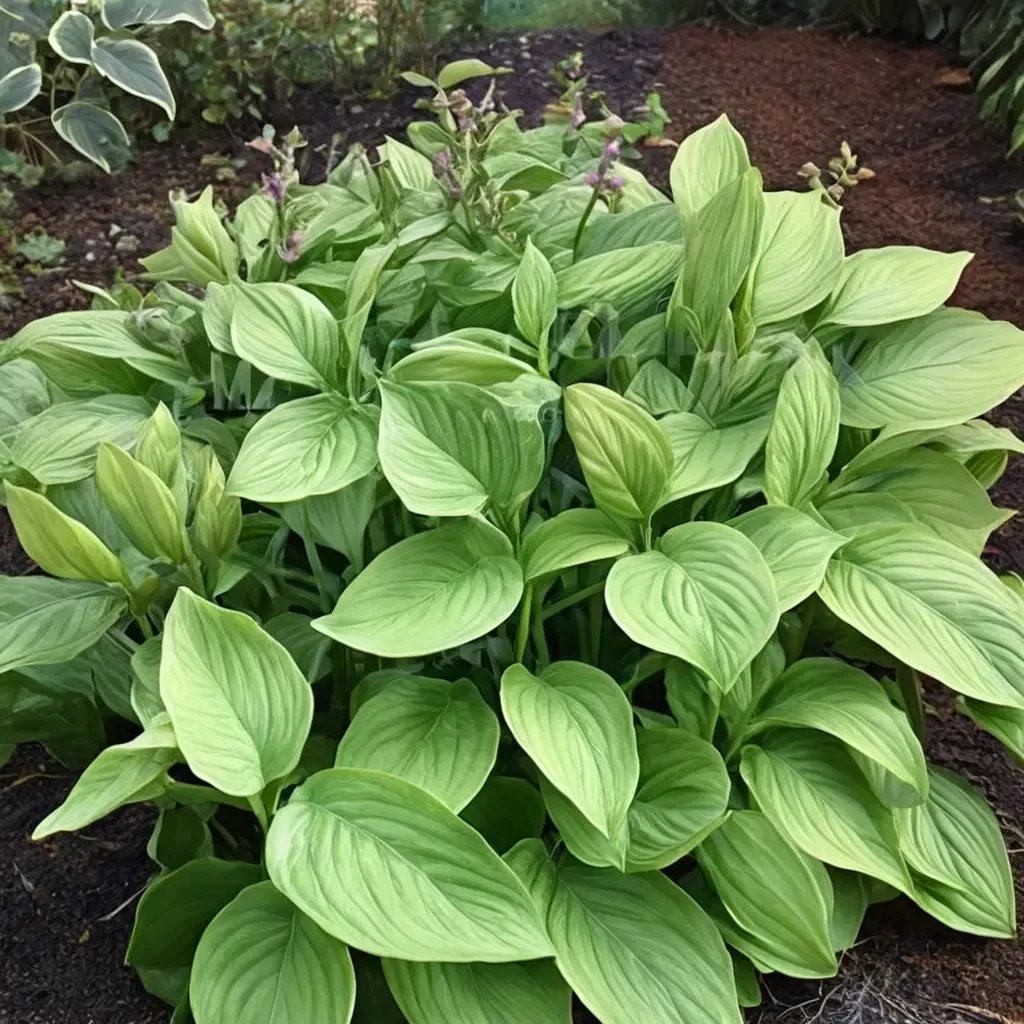 Hosta ventricosa 'Guacamole'