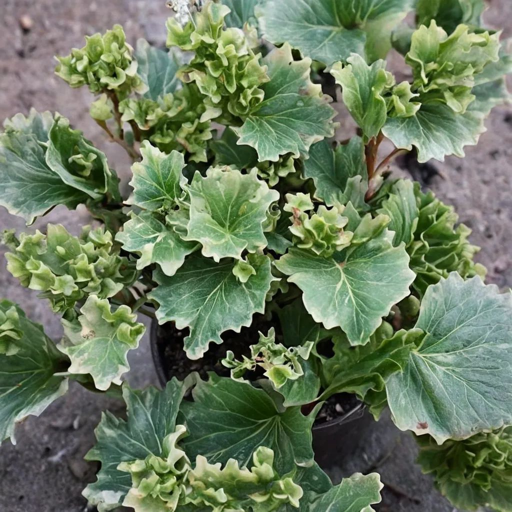 Farfugium japonicum 'Shishi Botan'