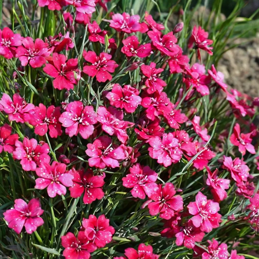 Dianthus deltoides 'Brilliant'