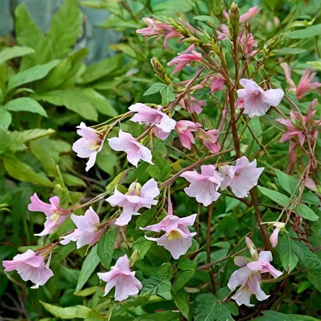 Incarvillea arguta