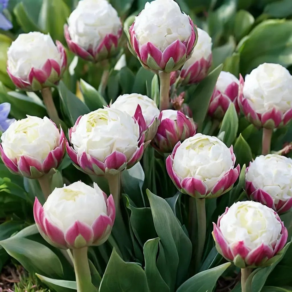 Tulipa gesneriana 'Ice Cream'