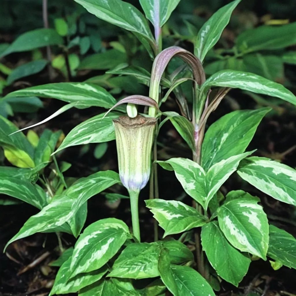 Arisaema kishidae 'Jack Frost'