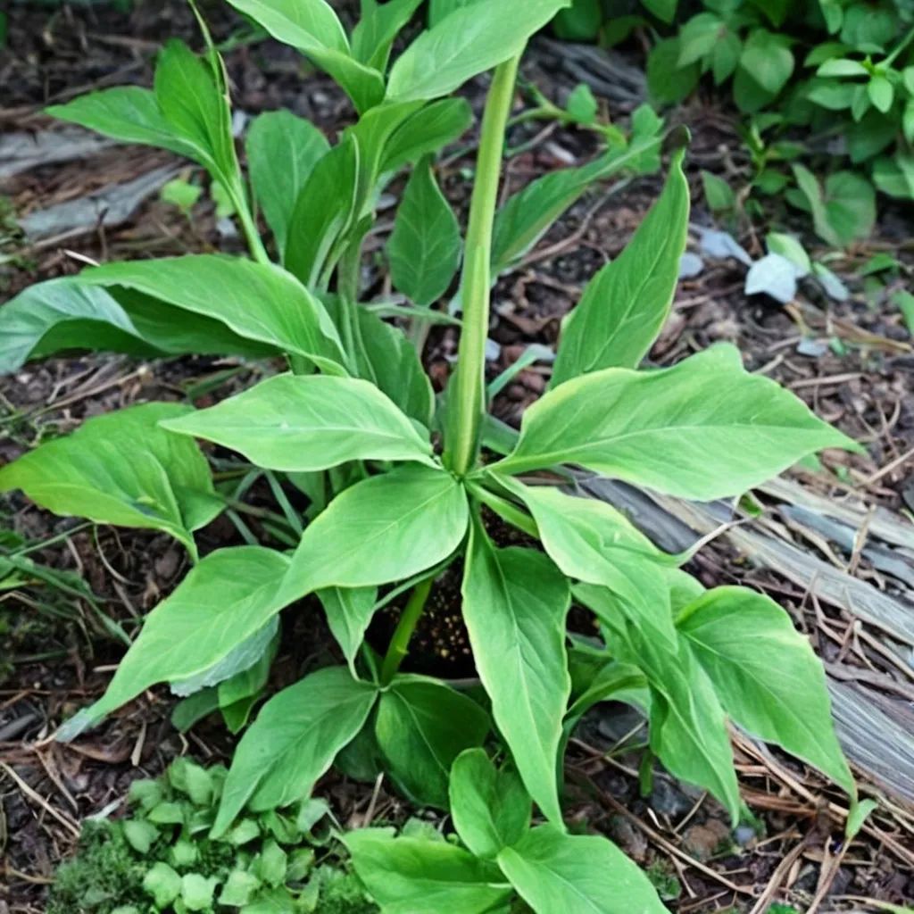 Pinellia pedatisecta