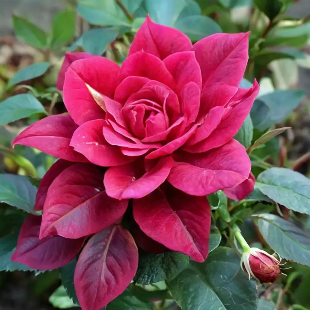 Rosa x hybrida 'Jumbo Lasting Love'