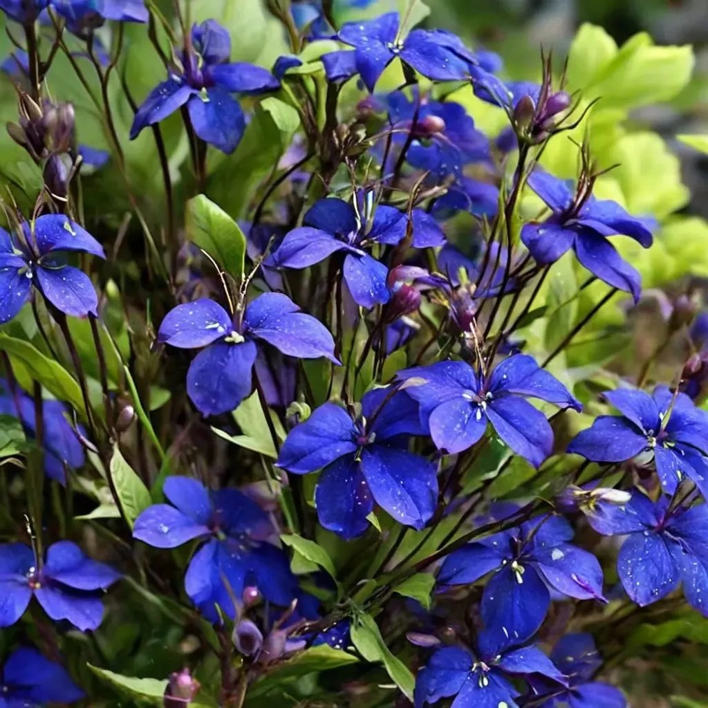 Lobelia erinus 'Monsoon'