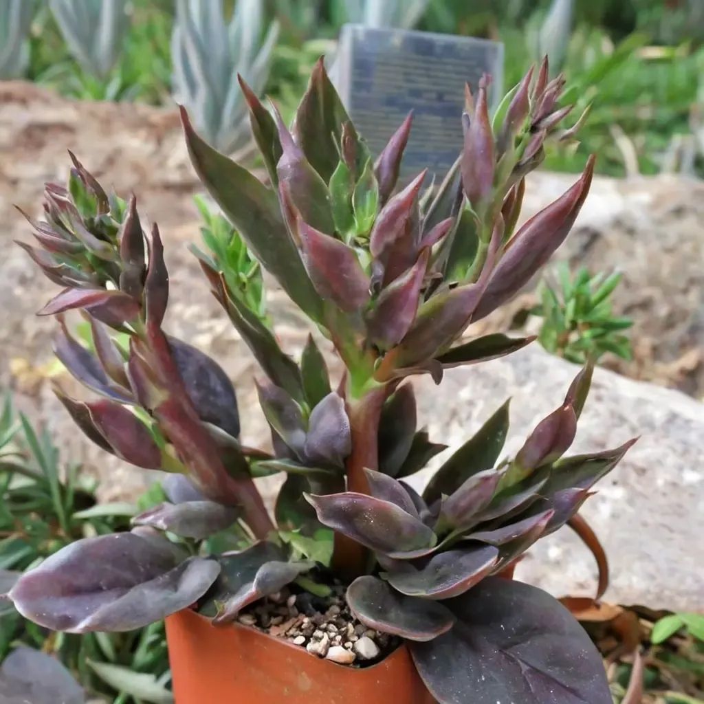 Echeveria secunda 'Black Prince'