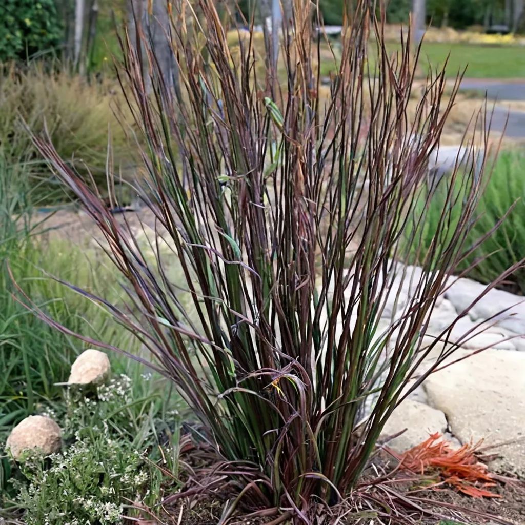 Andropogon gerardii 'Blackhawks'
