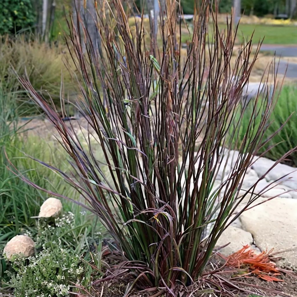 Andropogon gerardii 'Blackhawks'
