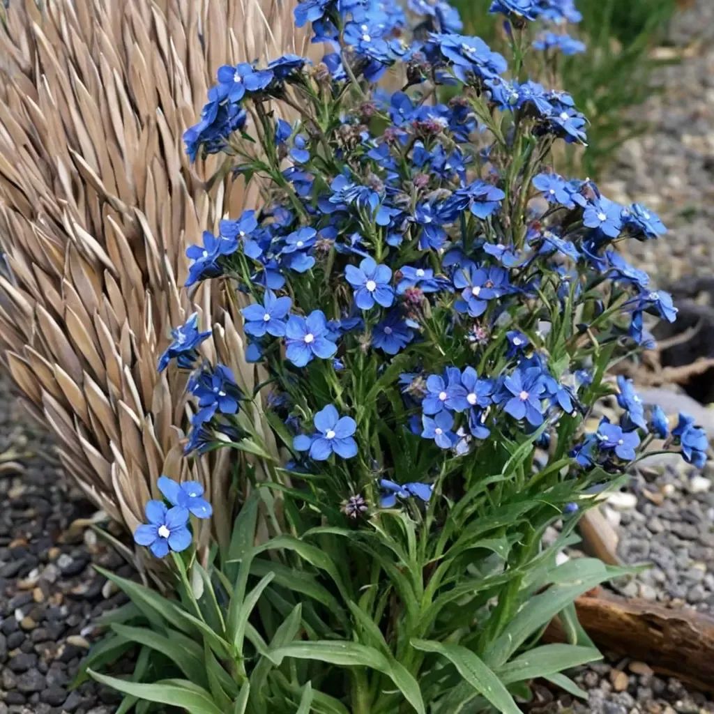 Anchusa capensis 'Blue Angel'