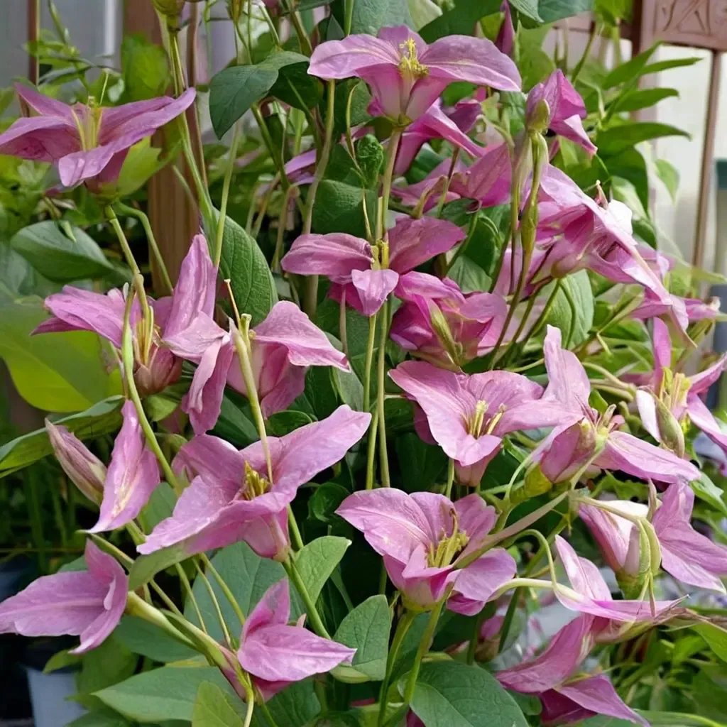 Clematis viticella 'Heather Herschell'