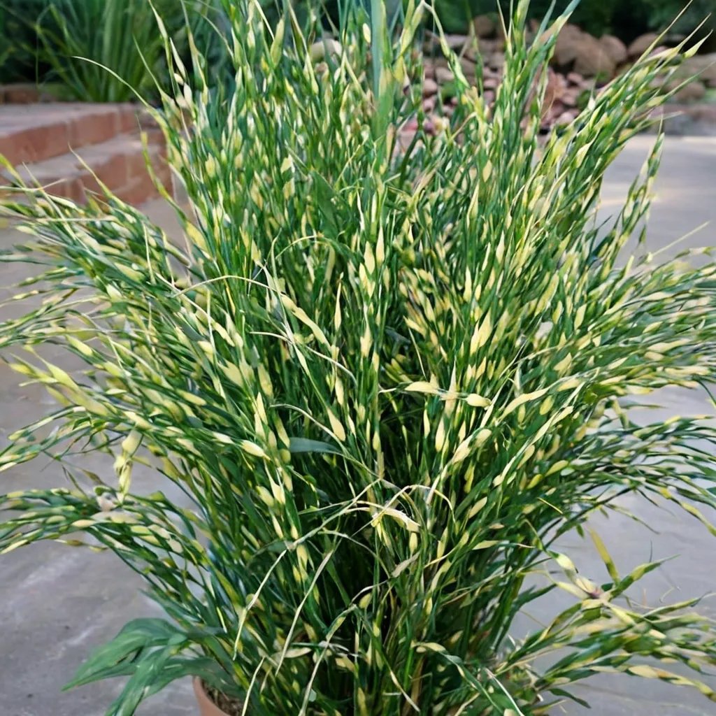 Miscanthus sinensis 'Bandwidth'