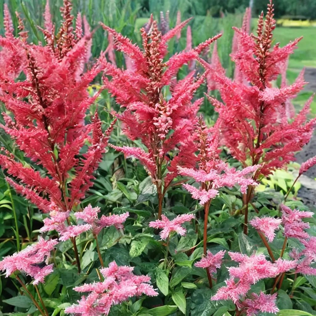 Astilbe astilbe 'Mighty Red Quin'