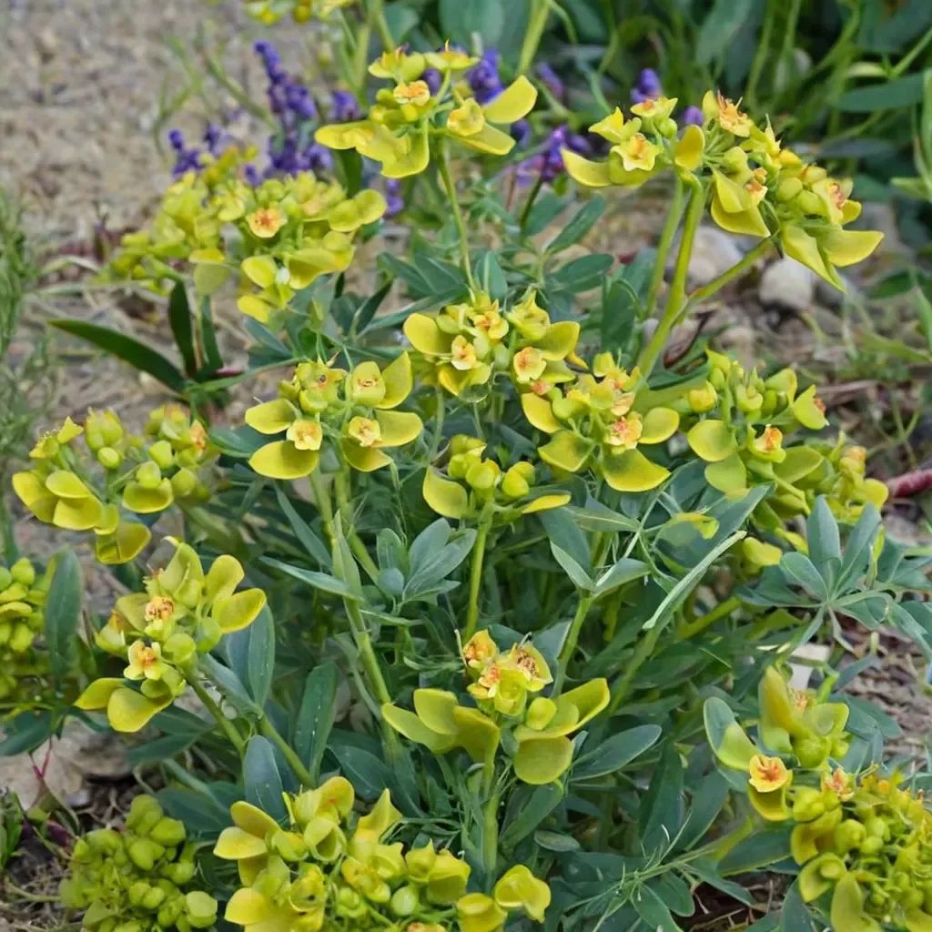 Euphorbia seguieriana