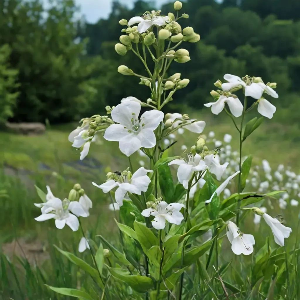 Penstemon tubaeflorus