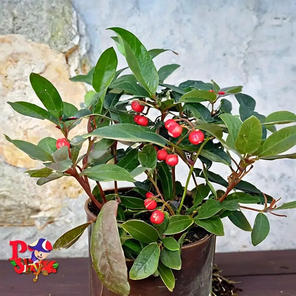 Gaultheria procumbens 'Berry Cascade'