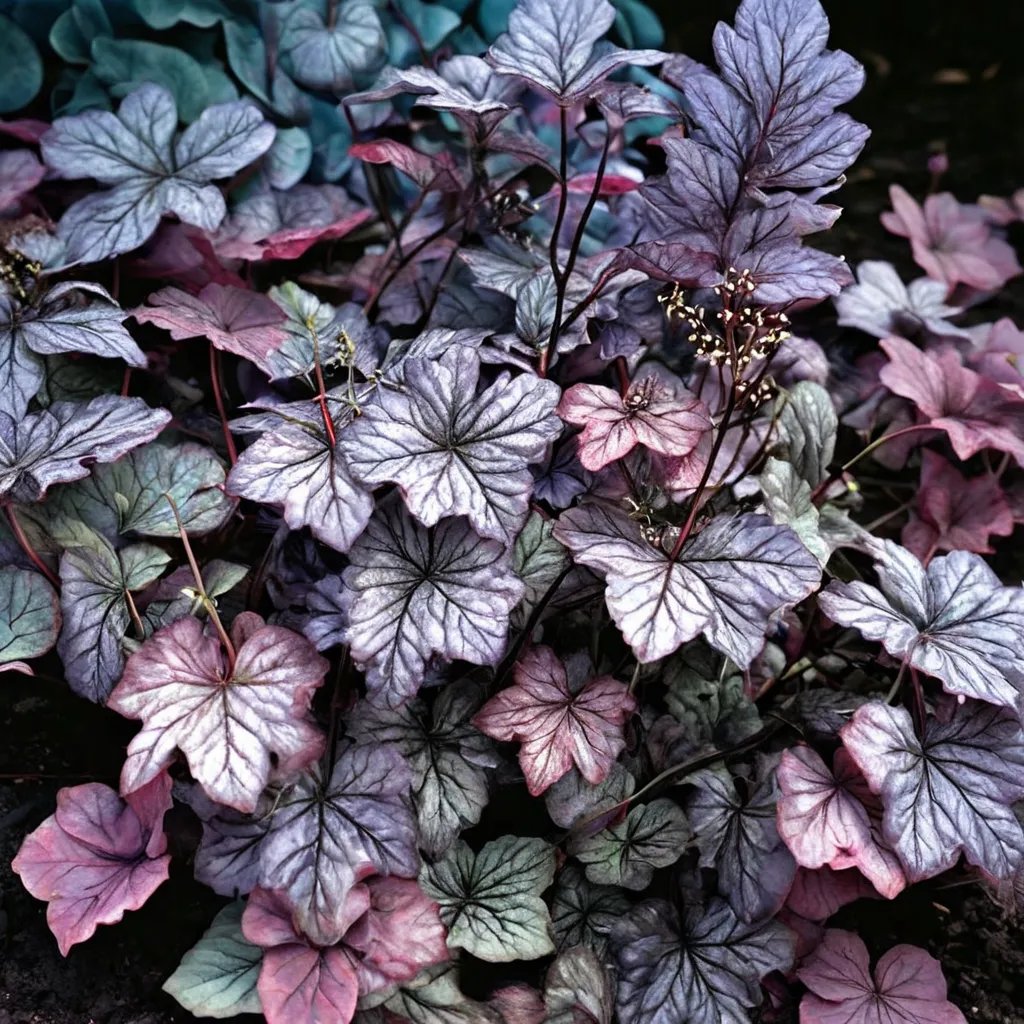 Heuchera x hybrida 'Cascade Dawn'