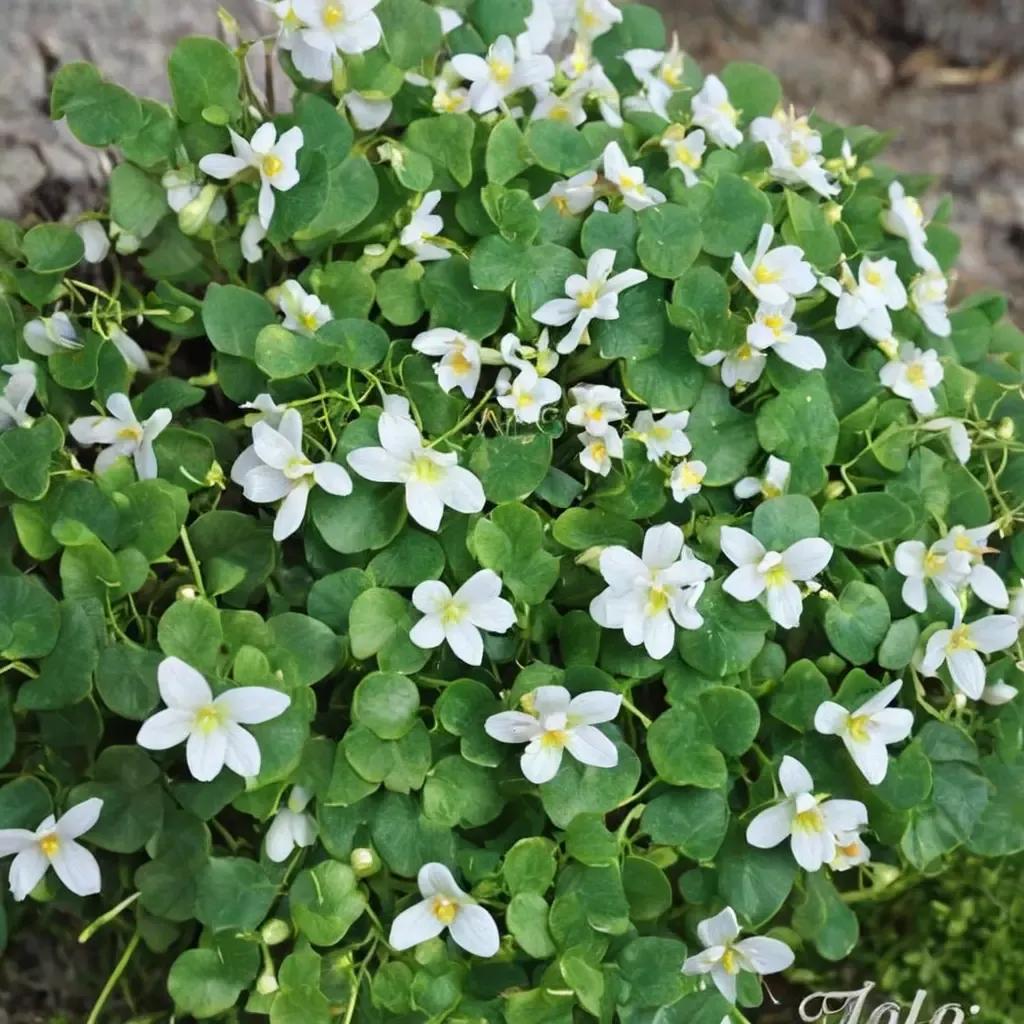 Kenilworth Ivy
