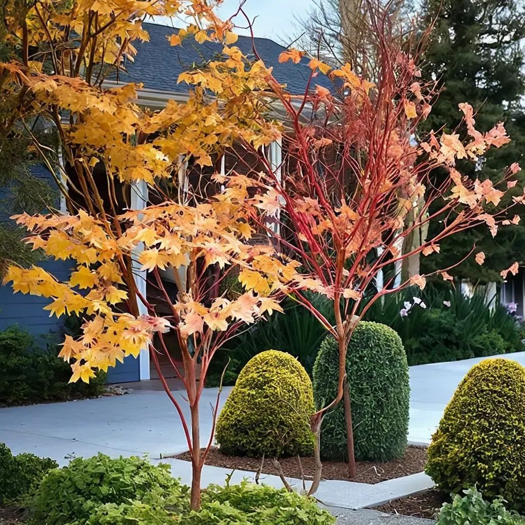 Acer palmatum 'Sango-Kaku'