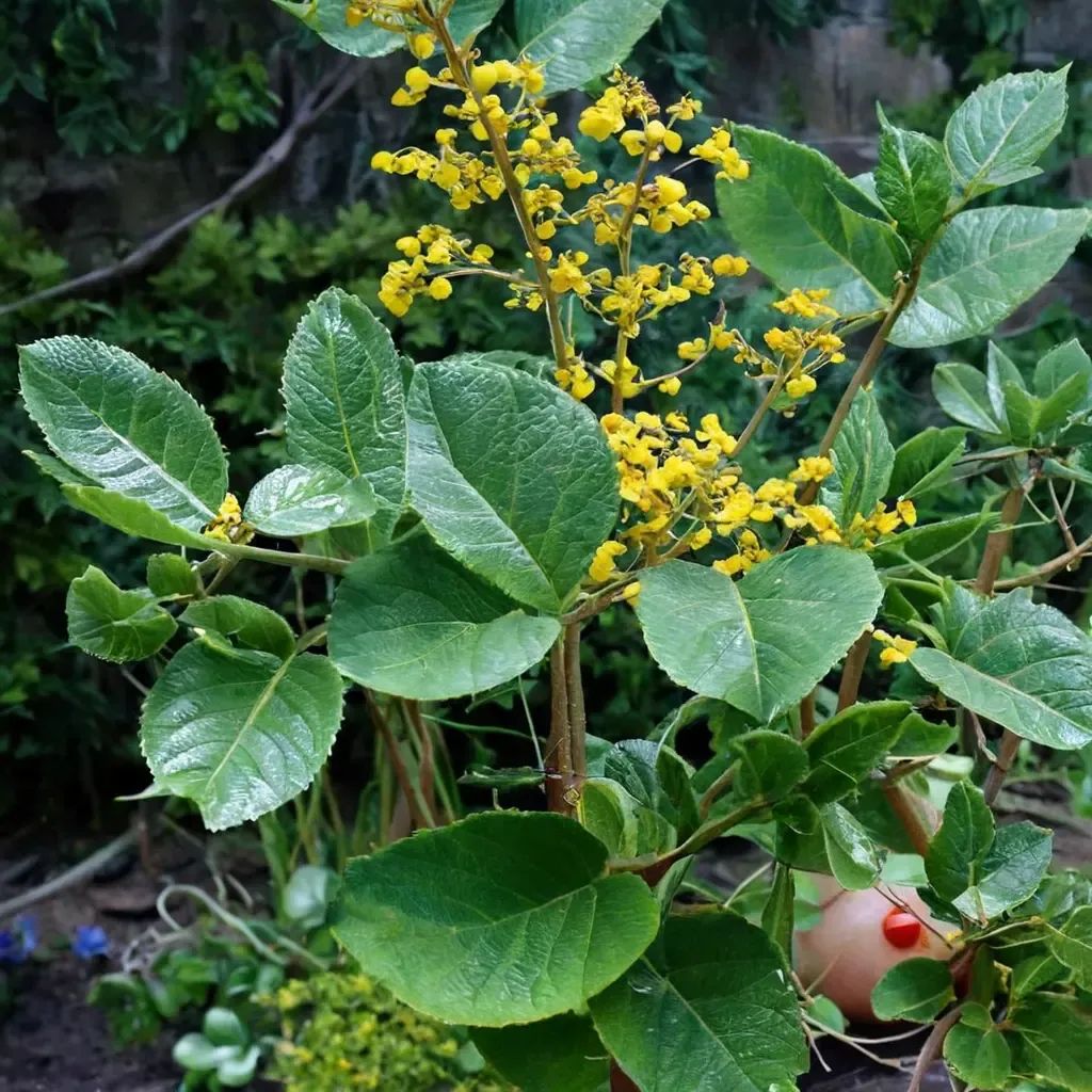Azara dentata