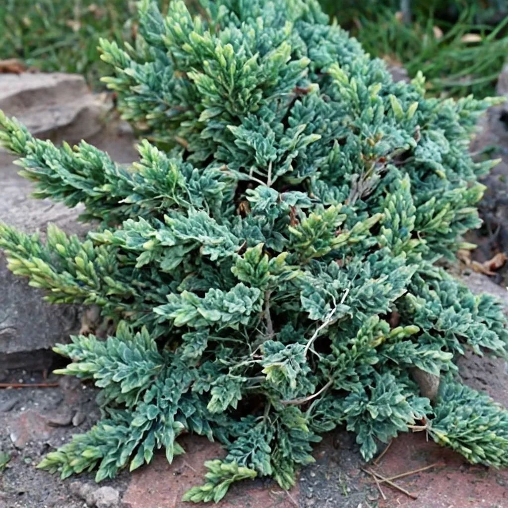 Juniperus horizontalis 'Wiltonii'