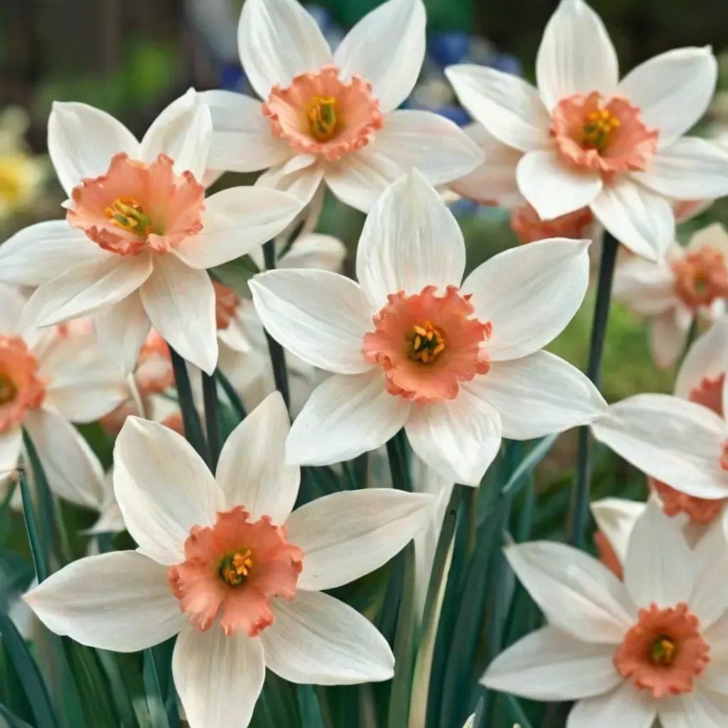 Narcissus pseudonarcissus 'Accent'