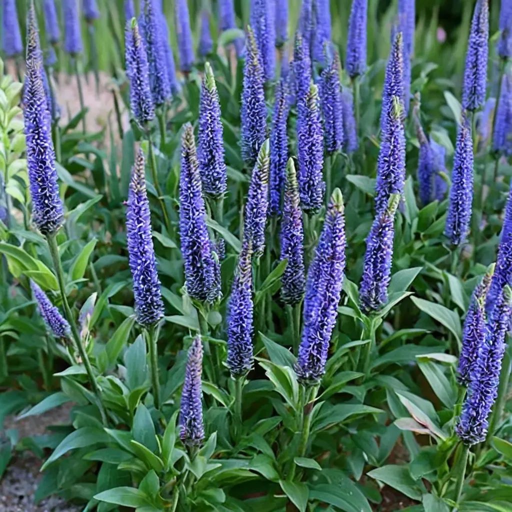 Veronica x hybrida 'Blue Skywalker'