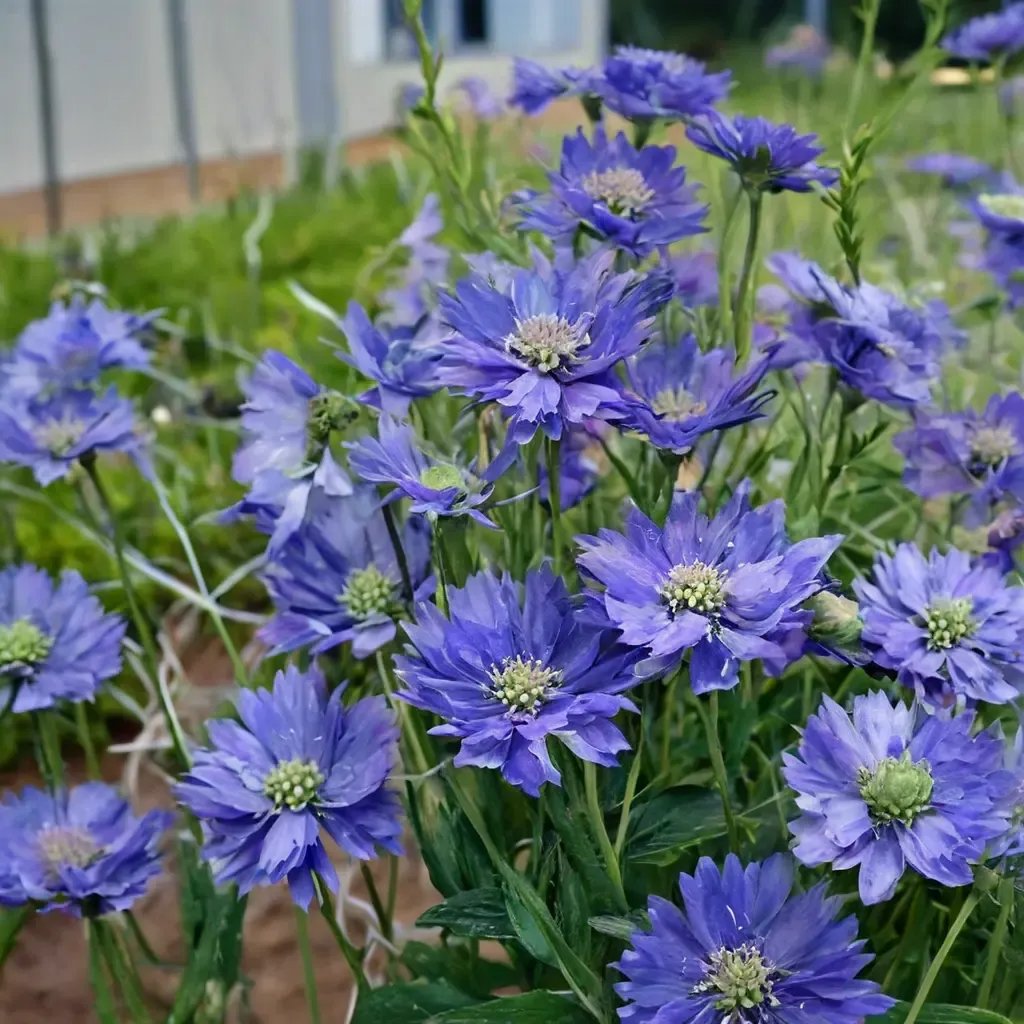 Scabiosa caucasica 'Fama Blue'