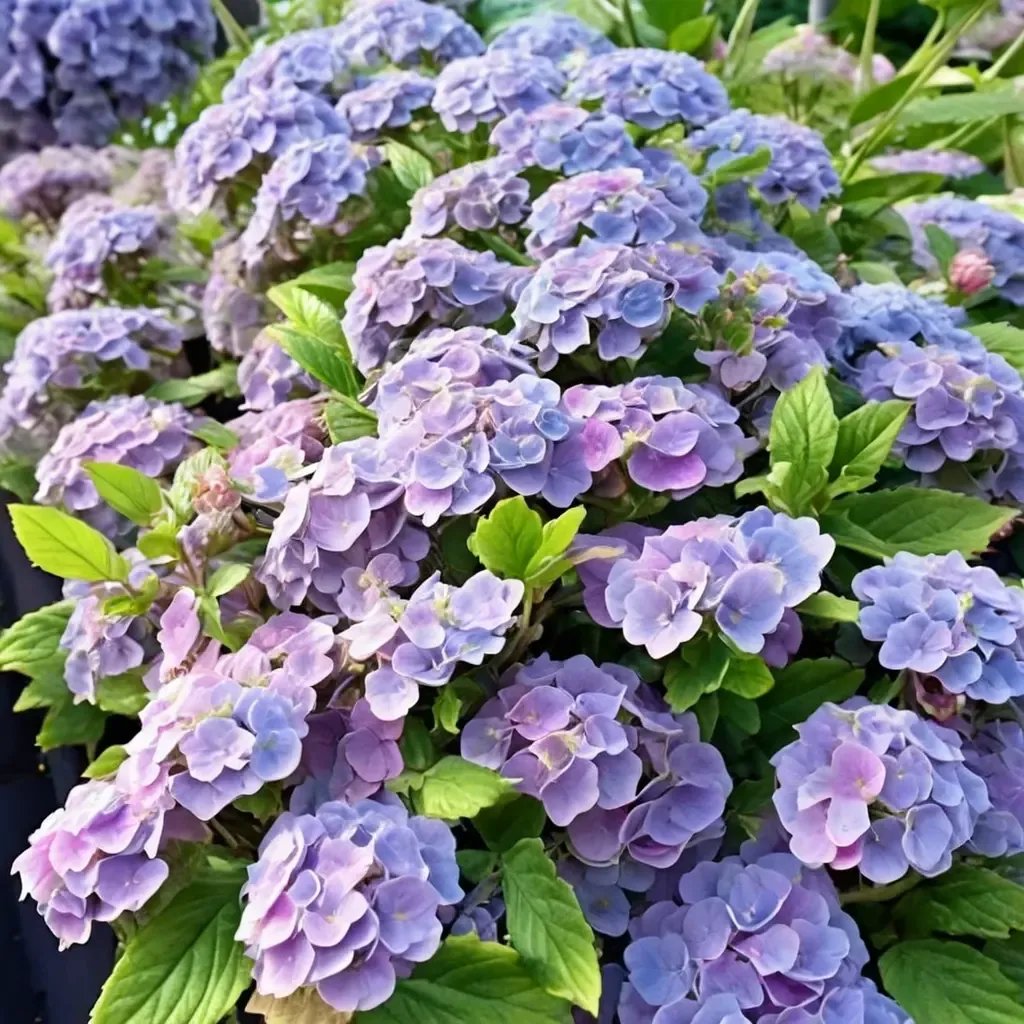 Hydrangea macrophylla 'Early Sensation'