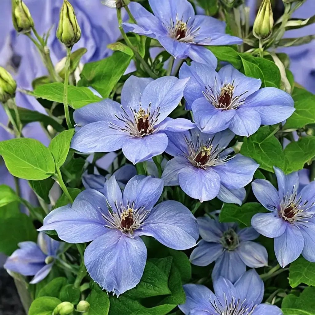 Clematis x jackmanii 'Blue Pillar'