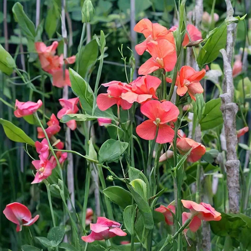 Lathyrus odoratus 'Prince of Orange'