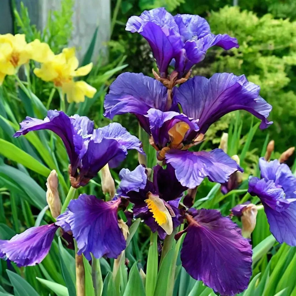 Iris germanica