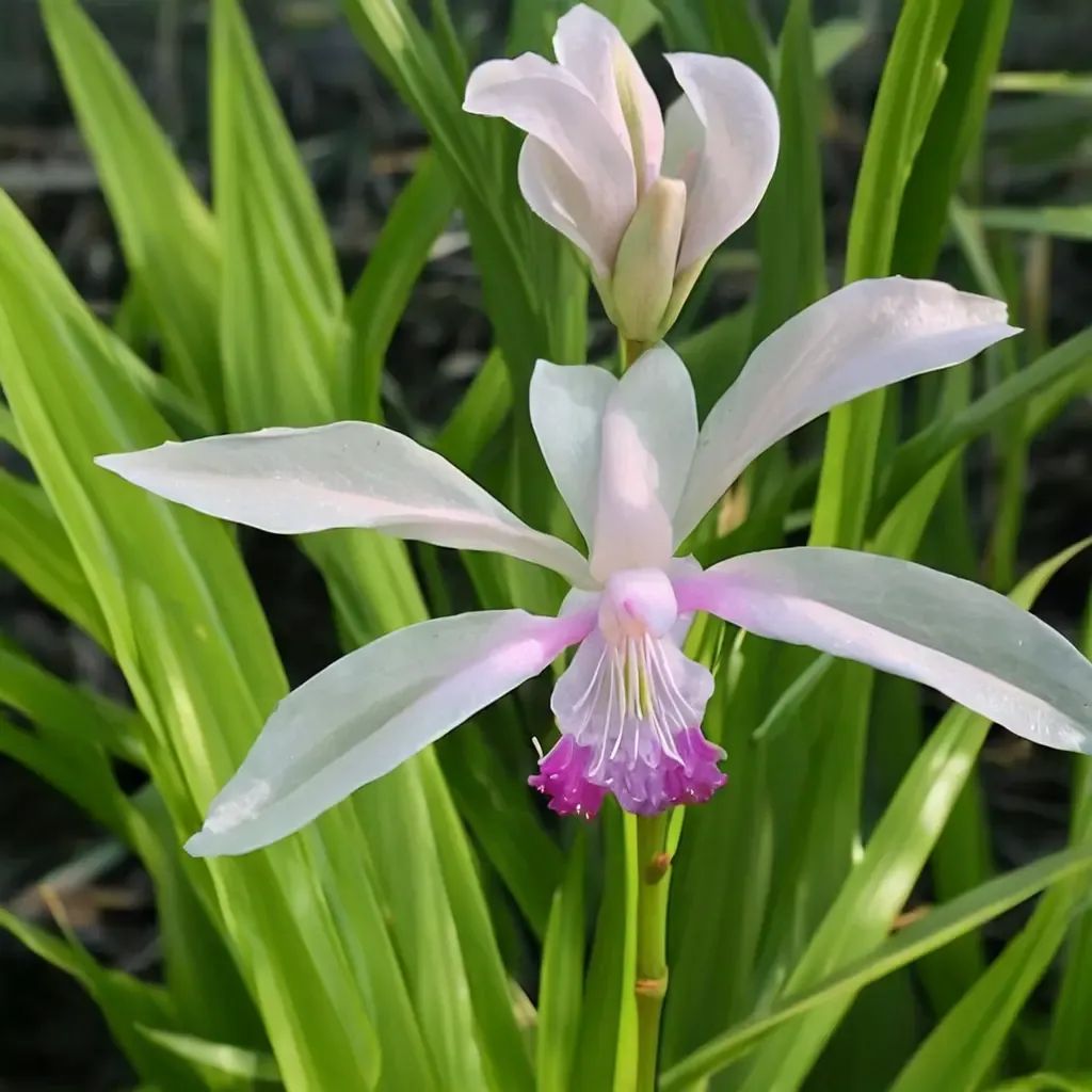Bletilla striata 'Kuchibeni'