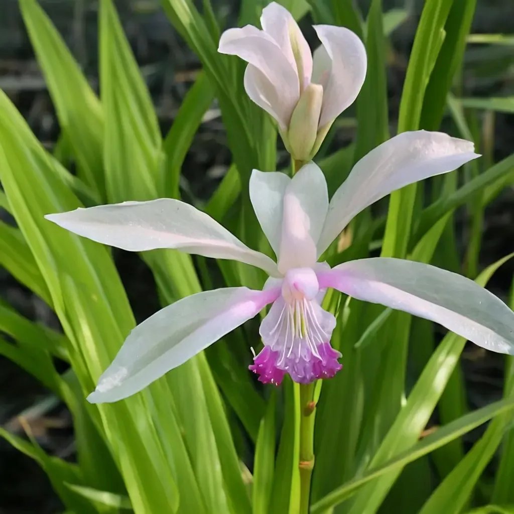 Bletilla striata 'Kuchibeni'