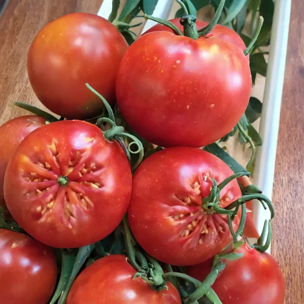 Solanum lycopersicum 'Thessaloniki'