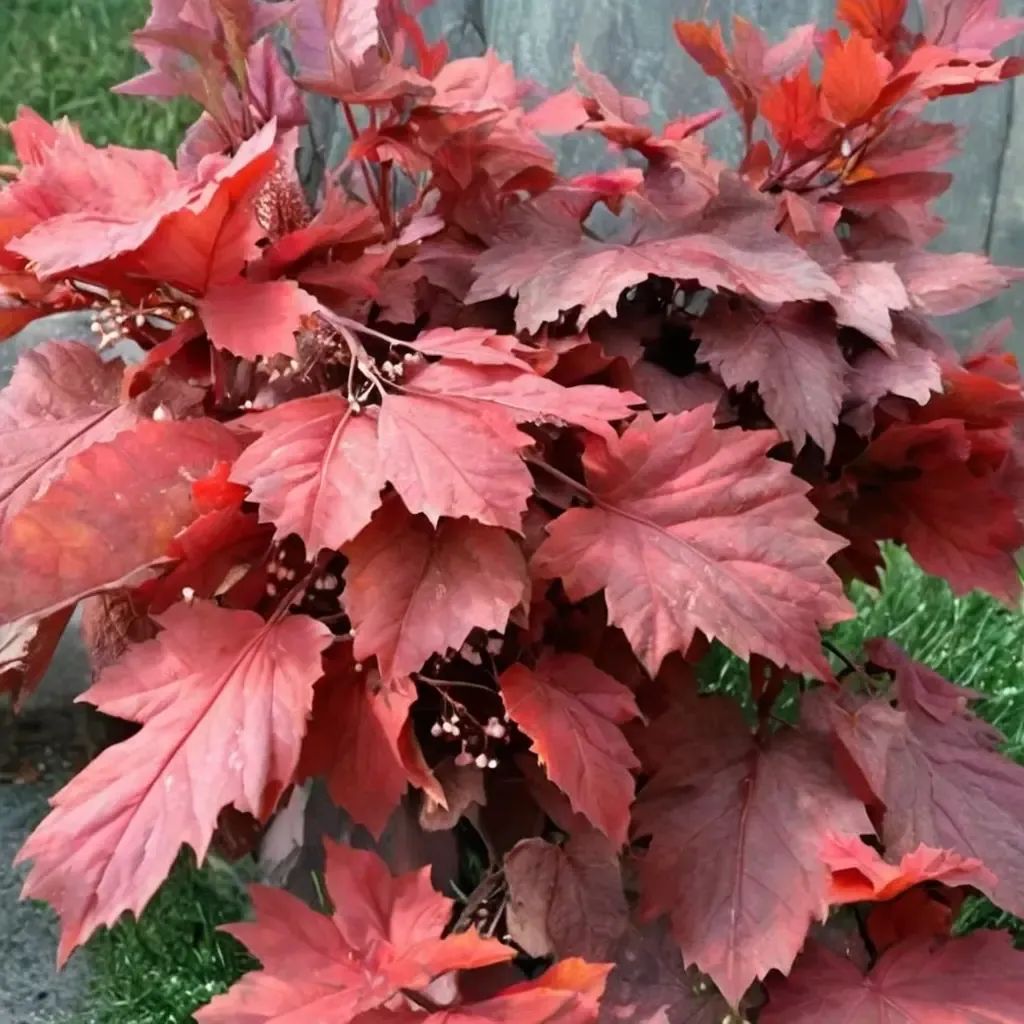 Heuchera americana 'Magma'