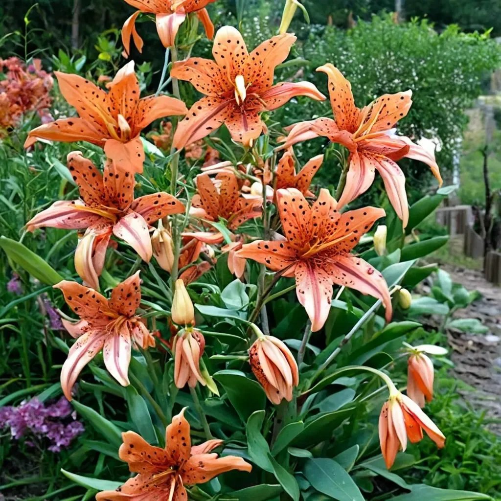Lilium lancifolium 'Flore Pleno'
