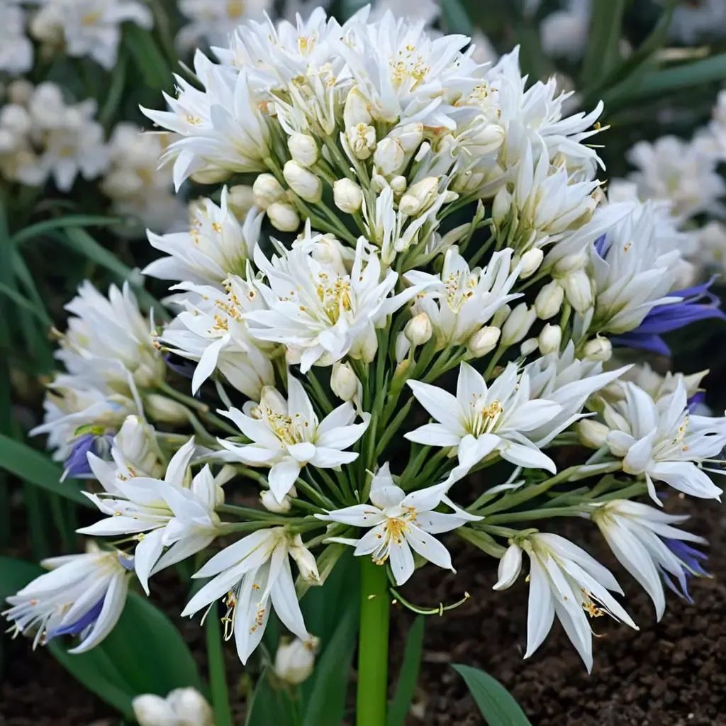 Agapanthus praecox 'White Heaven'