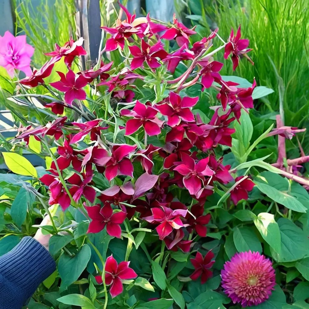 Nicotiana alata x sanderae 'Crimson Bedder'