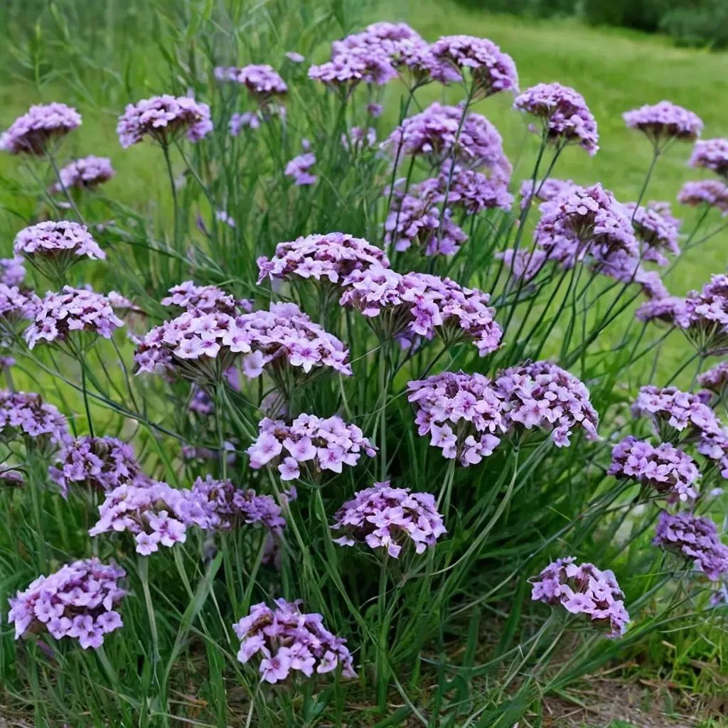Verbena bonariensis