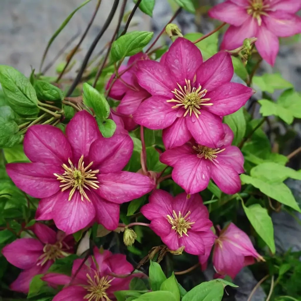 Clematis viticella 'Ville de Lyon'