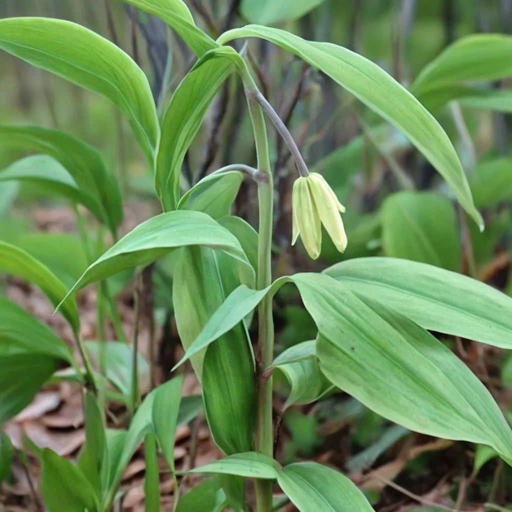 Uvularia sessilifolia