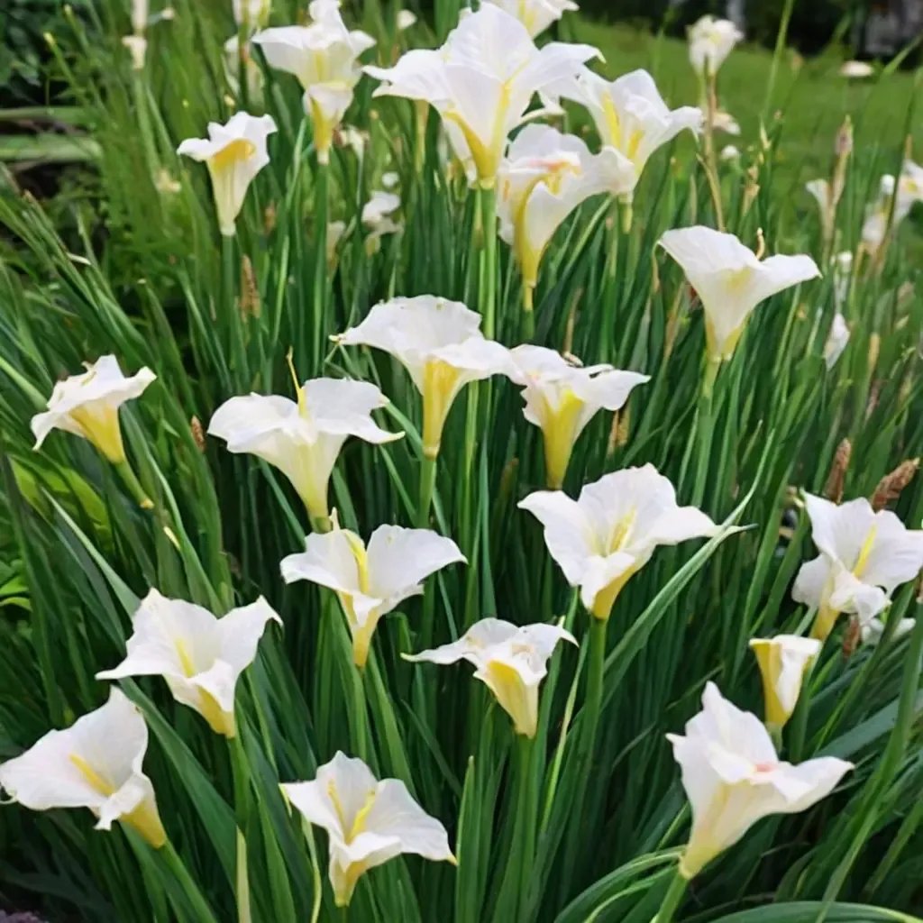 Iris sibirica 'White Swirl'