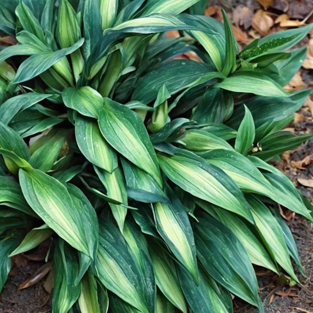 Aspidistra elatior 'zongbayi Yunnan Sunbeam'