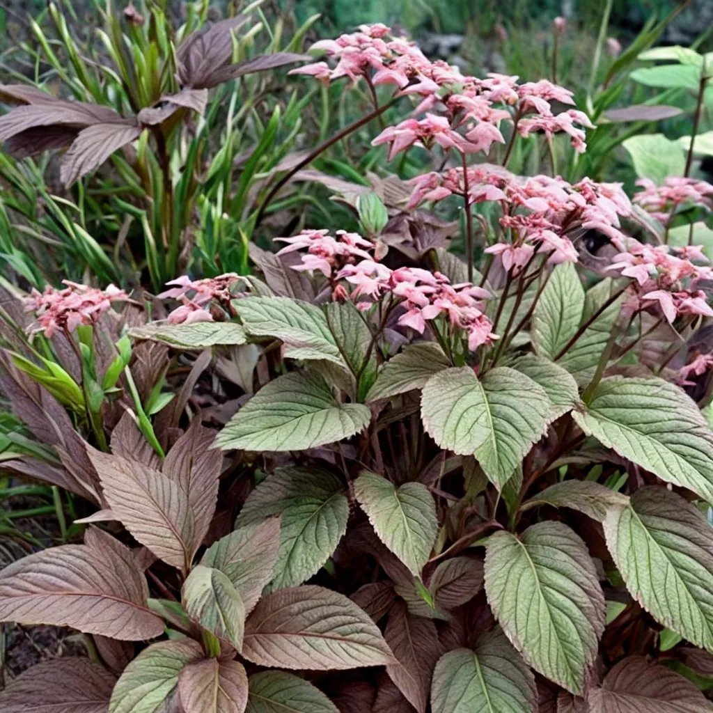 Rodgersia pinnata 'Chocolate Wings'