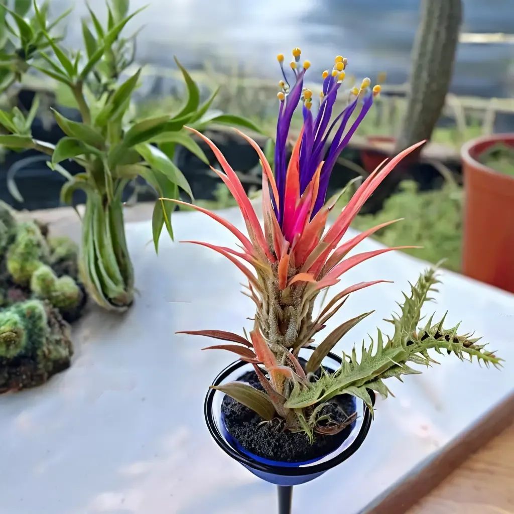 Tillandsia ionantha