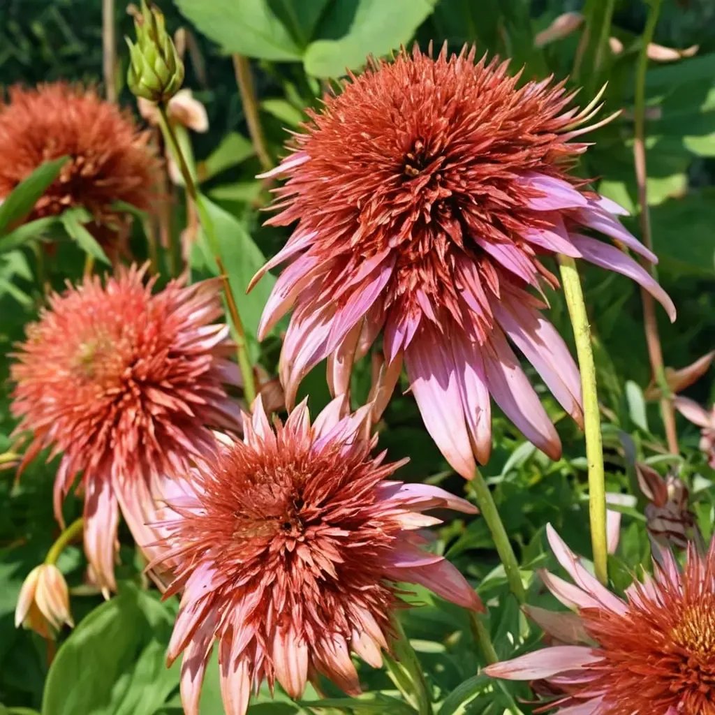 Echinacea purpurea 'Guava Ice'